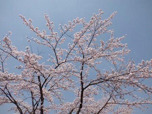桜⑧