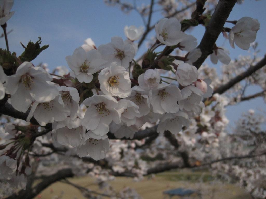 桜３