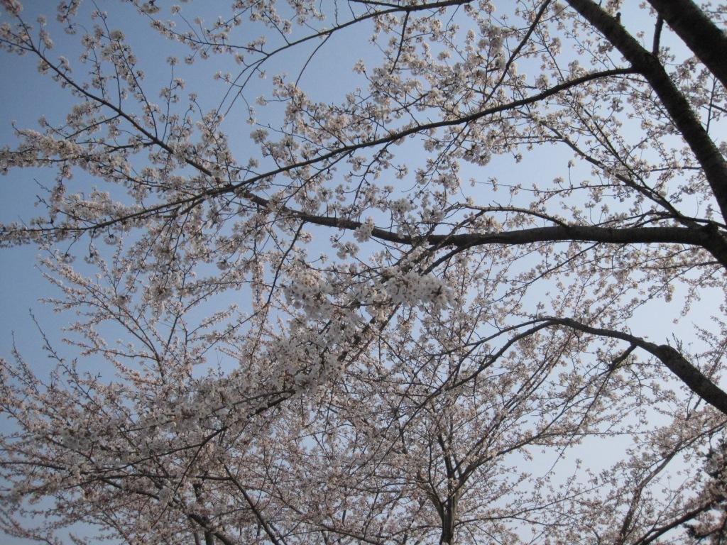 桜６