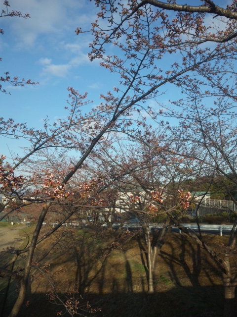 杜の桜1