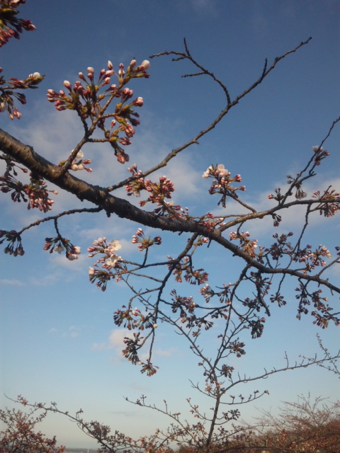 杜の桜2