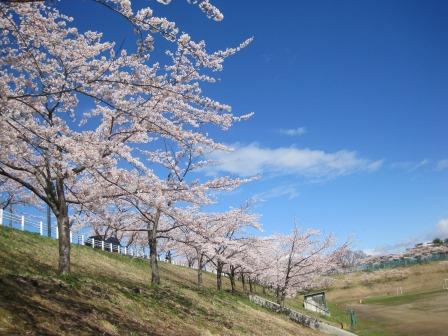 杜桜5