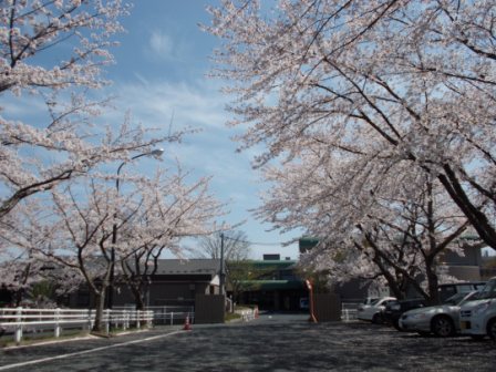 桜の風景①