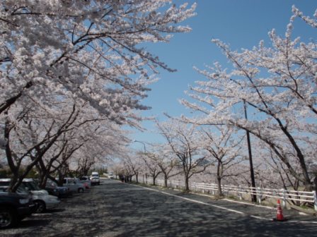 桜の風景②